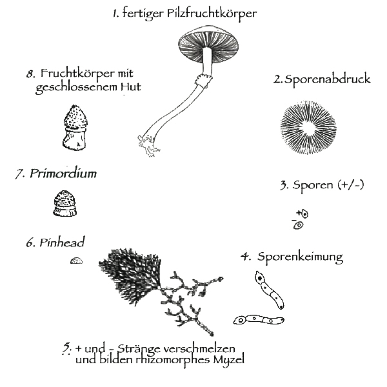 Lebenskreislauf der Pilze von der Spore zum Fruchtkörper