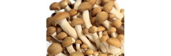 Beech mushroom - Hypsizygus tessellatus