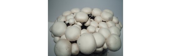 Button mushroom - Agaricus bisporus