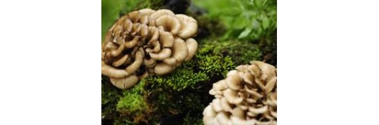 Hen-of-the-Woods - Grifola Frondosa