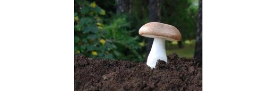 Almond mushroom - Agaricus blazei murril