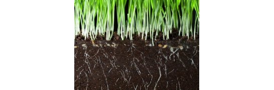 Mycorrhiza soil fungi