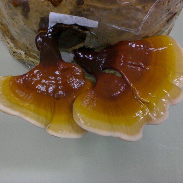 Reishi - Ganoderma lucidum - China Strain - Sägemehlbrut für die biologische Pilzzucht, AT-BIO-301 Strain Nr.: 112001 Klein