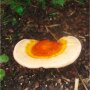 Reishi - Ganoderma lucidum - Sopron Strain - SAWDUST SPAWN for organic growing, AT-BIO-301 Strain Nr.: 112002