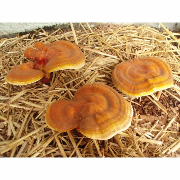 Reishi - Ganoderma lucidum - Sopron Strain - Sägemehlbrut  für die biologische Pilzzucht, AT-BIO-301 Strain Nr.: 112002 Klein