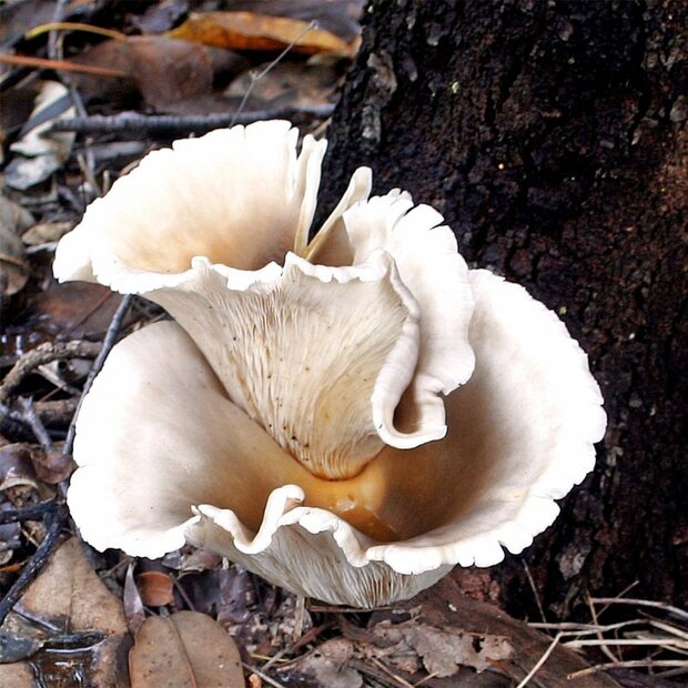 Ghost fungus - Omphalotus nidiformis - Sawdust Spawn -...