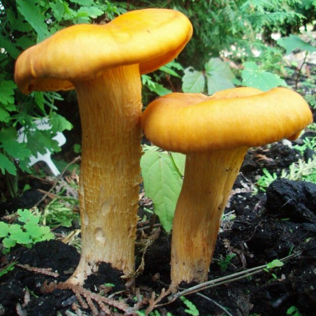 Jack-O-Lantern Mushroom - Omphalotus olearius - Sawdust Spawn - Strain Nr.: 900002 small