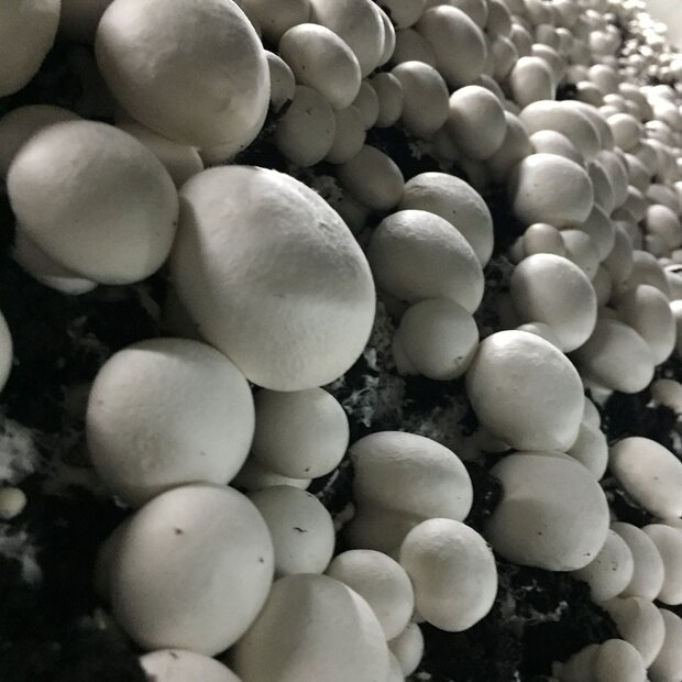 Buttom mushroom, white - Agaricus bisporus - Pure culture...