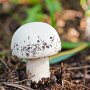 Buttom mushroom, white - Agaricus bisporus - Pure culture for organic mushroom cultivation, AT-BIO-301 Strain No.: 105002