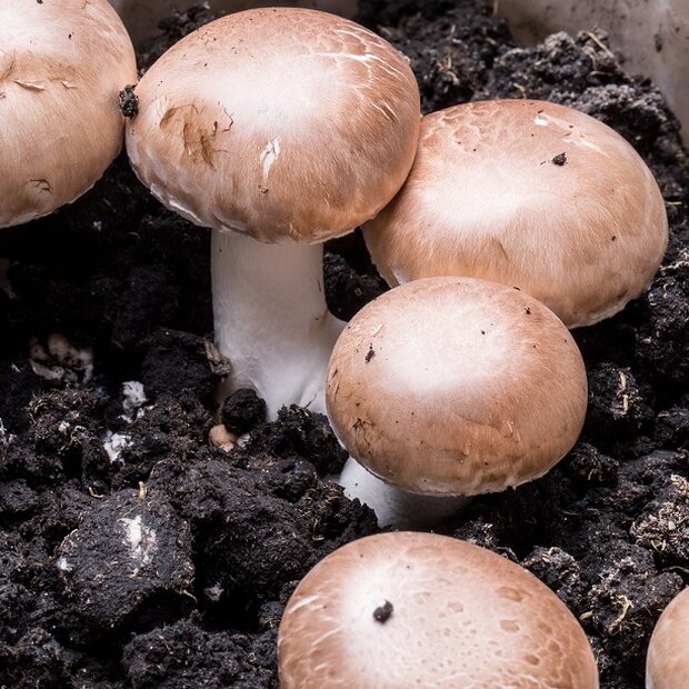 Buttom mushroom, brown - Agaricus bisporus - Pure culture for organic mushroom cultivation according to Regulation EC 834/2007 and 889/2008 (AT-BIO-301), Strain No.: 105003