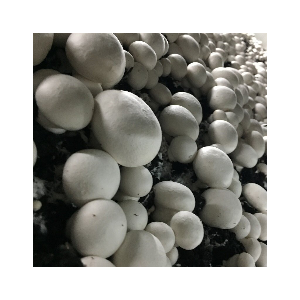 Structure Of The Mushroom Mycelium Of A White Champignon Agaricus