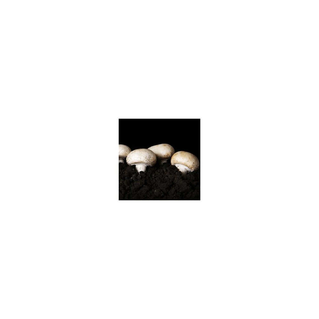 Beech mushroom, white - Hypsizygus tessellatus - Spawn for cultivation on  straw for organic growing