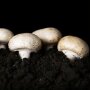 Button mushroom, white - Agaricus bisporus - grain spawn for organic growing, AT-BIO-301 Strain Nr.: 105002