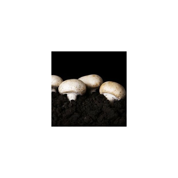 Champignon, weiß - Agaricus bisporus - Körnerbrut für die biologische Pilzzucht, AT-BIO-301 Strain Nr.: 105002 BIO Körnerbrut Klein