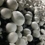 Button mushroom, white - Agaricus bisporusl - grain spawn for organic growing, AT-BIO-301 Strain Nr.: 105002 Organic Grain Spawn large