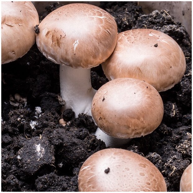 Button mushroom, brown - Agaricus bisporus - grain spawn for organic growing, AT-BIO-301 Strain Nr.: 105003