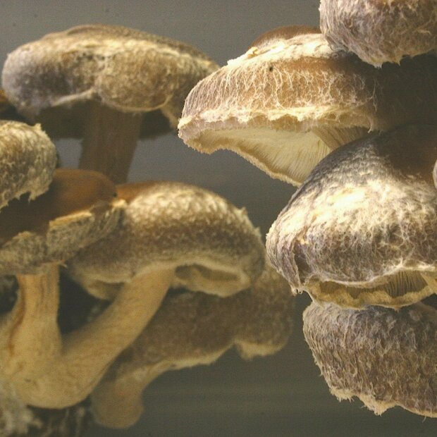 Shiitake - Lentinula Edodes - 3782-Strain - Pure Culture for organic mushroom cultivation according to Regulation EC 834/2007 and 889/2008 (AT-BIO-301), Strain No.: 106005