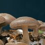 Shiitake - Lentinula Edodes - 3782-Strain - Pure Culture for organic mushroom cultivation, AT-BIO-301 Strain No.: 106005