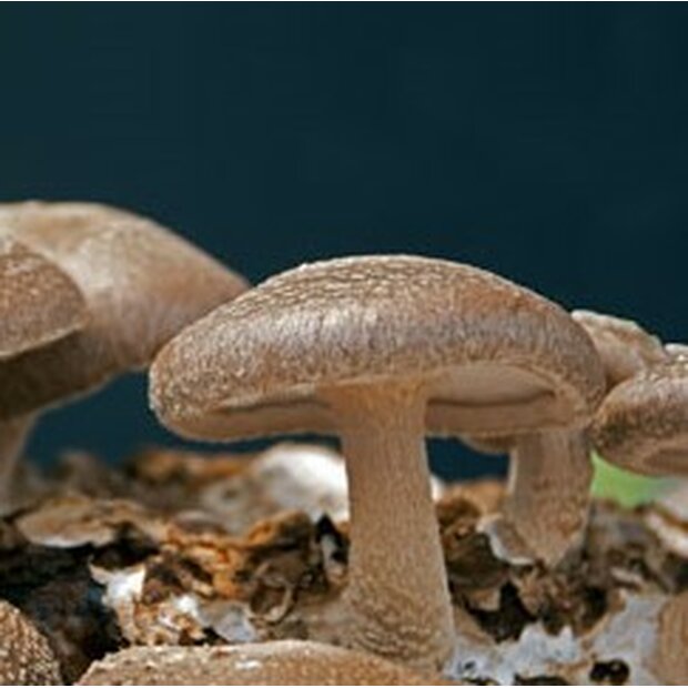 Shiitake - 3782 - Strain - Sägemehlbrut für die biologische Pilzzucht