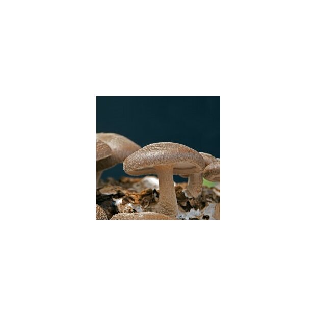 Shiitake - Lentinula edodes - 3782-Strain - grain spawn for organic growing, AT-BIO-301 Strain Nr.: 106005 Organic Grain Spawn small
