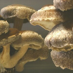 Shiitake - Lentinula edodes - 3782-Strain - grain spawn...