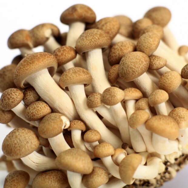 Beech mushroom, brown - Hypsizygus tessellatus - spawn dowels for organic growing, AT-BIO-301, Strain Nr.: 101002