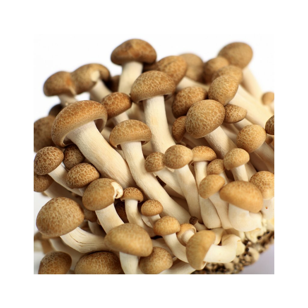 Beech mushroom, brown- Hypsizygus tessellatus - Spawn for cultivation on  straw for organic growing 