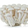 Beech mushroom, white - Hypsizygus tessellatus - Spawn for cultivation on straw for organic growing, AT-BIO-301 Strain Nr.: 102002 Large - for 2 bales of straw