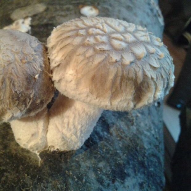 Shiitake - Lentinula edodes - Cold-Strain - mushroom patch for organic growing, AT-BIO-301 Strain Nr.: 106003