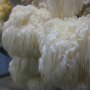 Monkeys Head - Hericium erinaceus - mushroom patch for organic growing, AT-BIO-301 Strain Nr.: 107001