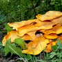 Jack- O- lantern mushroom - Omphalotus olearius - grain spawn Strain Nr.: 900002 Grain Spawn small