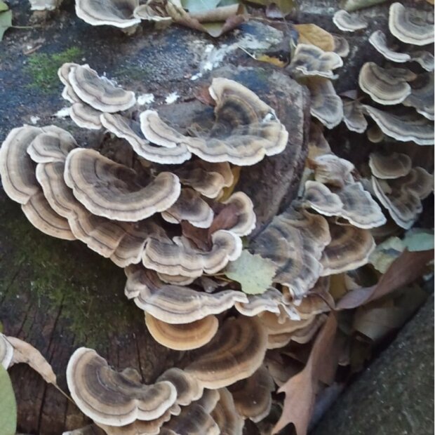 Schmetterlingstramete - Trametes versicolor - Körnerbrut für die biologische Pilzzucht, AT-BIO-301 Strain Nr.: 114001