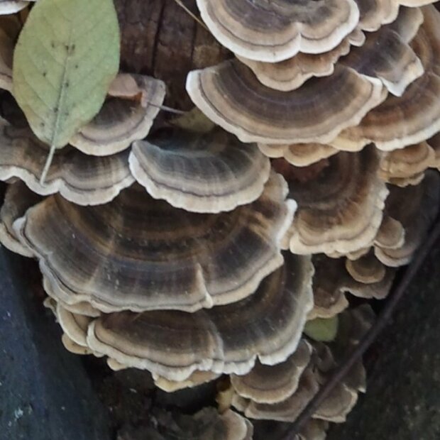 Turkey tail  - Trametes versicolor - grain spawn for organic growing acc. to Regulation EC 834/2007 and 889/2008, AT-BIO-301 Strain Nr.: 114001 Organic Grain Spawn large