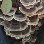 Schmetterlingstramete - Trametes versicolor - Sägemehlbrut für die biologische Pilzzucht, AT-BIO-301 Strain Nr.: 1140001 groß