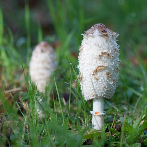 Shaggy mane - Coprinus comatus - grain spawn for organic growing, AT-BIO-301 Strain No.: 116001 Organic Grain Spawn small