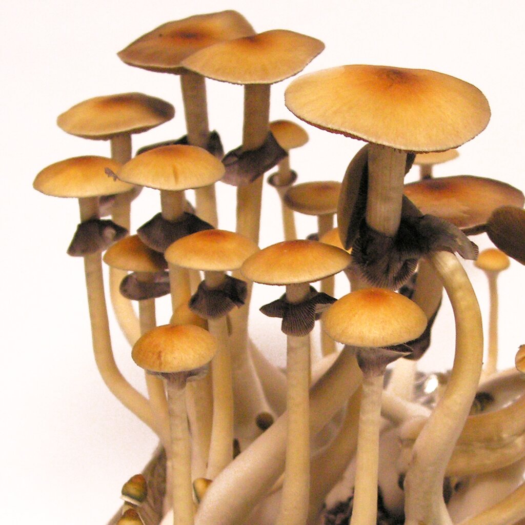 Cubensis Koh Samui - Spores for microscopy - Medicinal Mushroom Onlineshop - Tyroler Glückspilze, 9,90 €