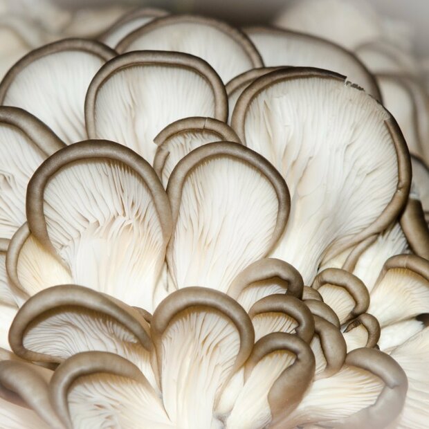 Phoenix Oyster mushroom-  Pleurotus pulmonarius - grain spawn for organic growing acc. to Regulation EC 834/2007 and 889/2008, AT-BIO-301 Strain Nr.: 101003