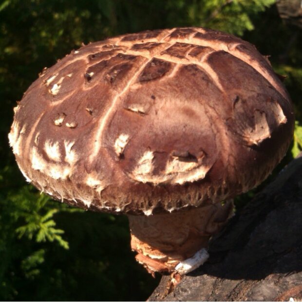 Shiitake - Lentinula edodes - CS-Strain - mushroom patch for organic growing, AT-BIO-301 Strain Nr.: 106002