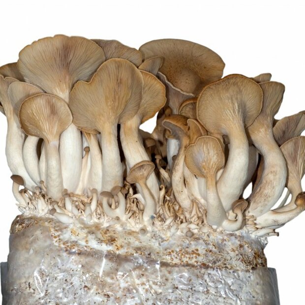 King Oyster - Pleurotus eryngii - mushroom patch for organic growing acc. to Regulation EC 834/2007 and 889/2008, AT-BIO-301 Strain Nr.: 101002