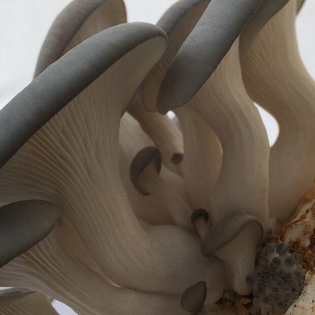Tree Oyster - Pleurotus ostreatus - mushroom patch for...