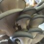 Tree Oyster - Pleurotus ostreatus - mushroom patch for organic growing, AT-BIO-301 Strain Nr.: 101001