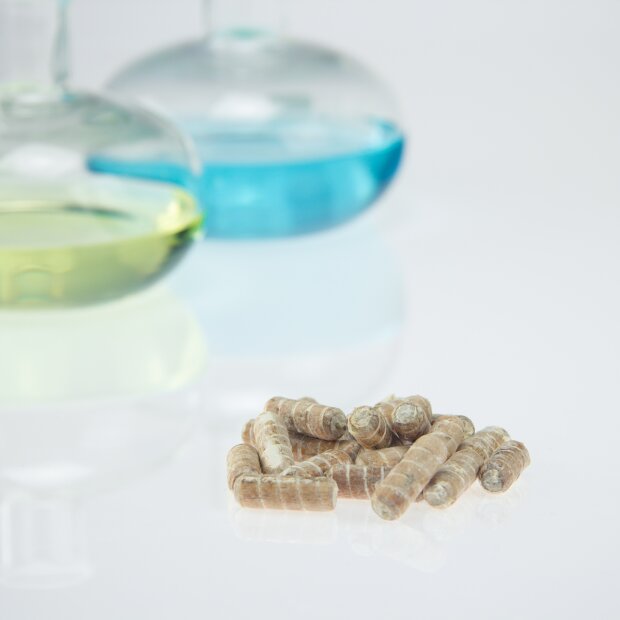 Reishi / Ling Zhi - Ganoderma lucidum - Dübelbrut 500 Stk. Packung für die biologische Pilzzucht, AT-BIO-301