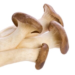 Kräuterseitling - Pleurotus eryngii - Dübelbrut...