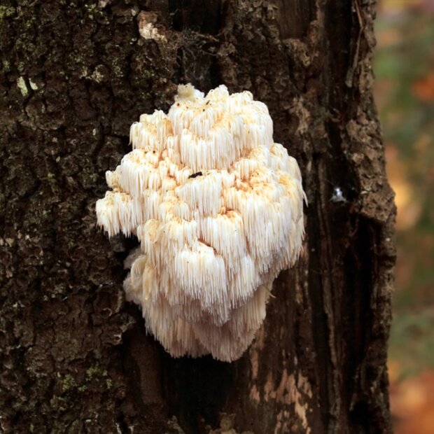 Monkeys Head - Hericium erinaceus - spawn dowels 500 pcs. for organic growing, AT-BIO-301
