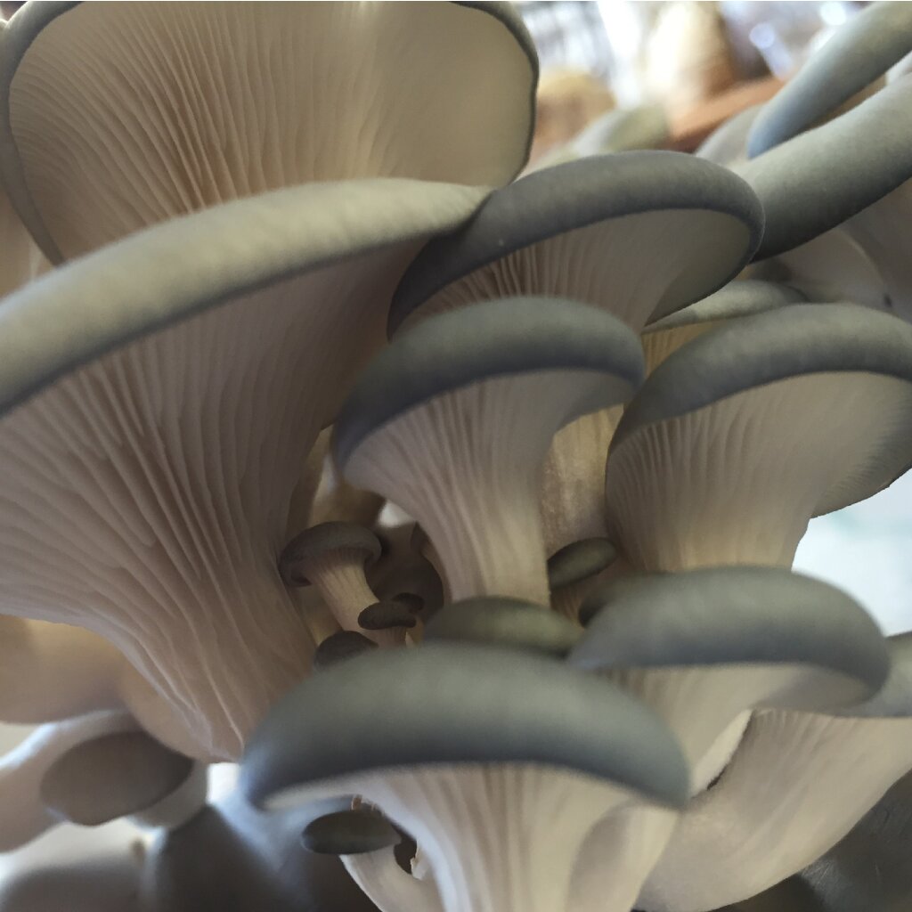 Wooden Mushrooms, 3,3+4,5 cm, 3 pc