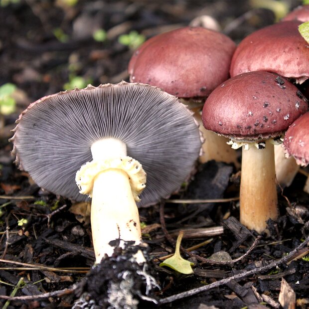 King Stropharia - Stropharia rugosoannulata, red - pure...