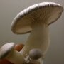 King Oyster - Pleurotus eryngii - Pure Culture for organic mushroom cultivation, AT-BIO-301 Strain No.: 101002