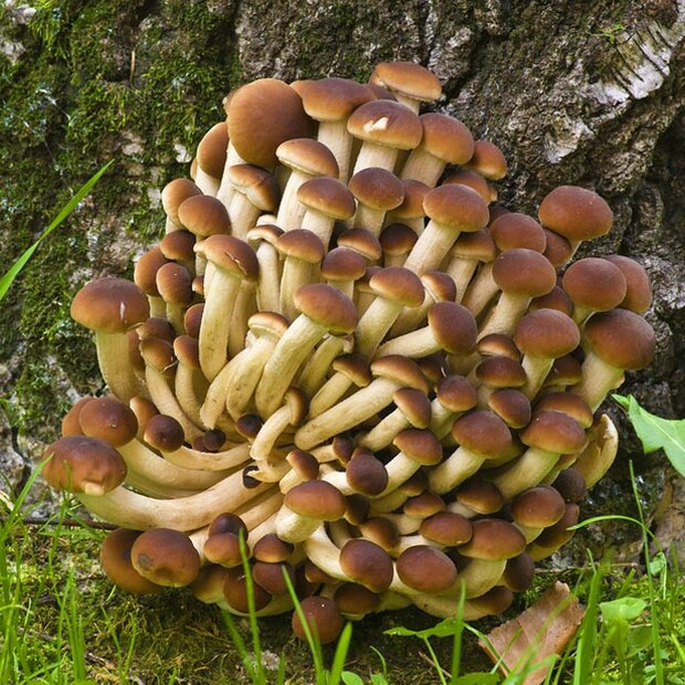 Pioppino - Agrocybe aegerita - Pure Culture  for organic mushroom cultivation according to Regulation EC 834/2007 and 889/2008 (AT-BIO-301), Strain No.: 109003