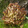 Pioppino - Agrocybe aegerita - Pure Culture  for organic mushroom, AT-BIO-301 Strain No.: 109003