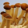 Pioppino - Agrocybe aegerita - Pure Culture  for organic mushroom, AT-BIO-301 Strain No.: 109003